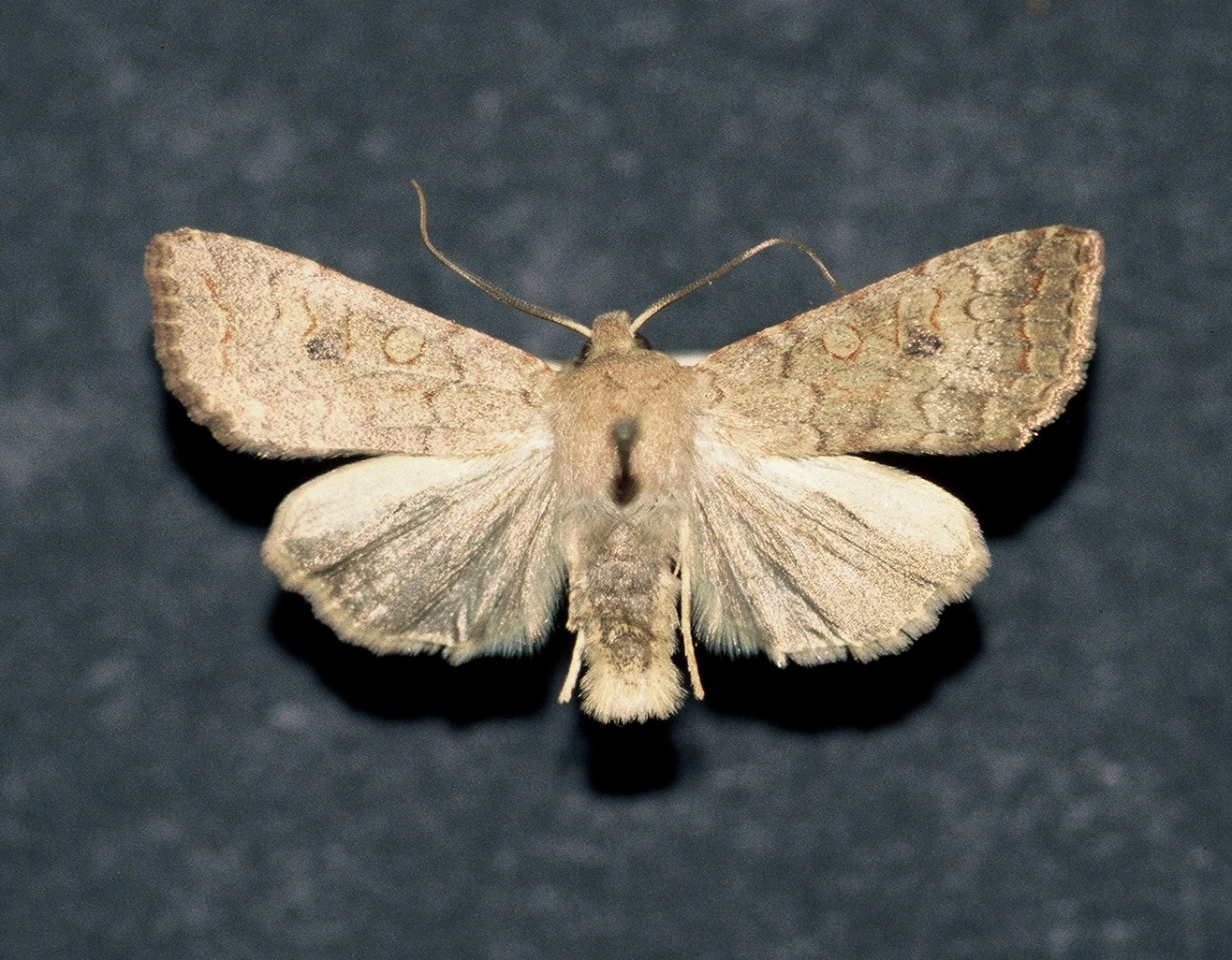 bruine herfstuil Agrochola circellaris, Han KS, coll. Naturalis, Leiden, F1000028.JPG